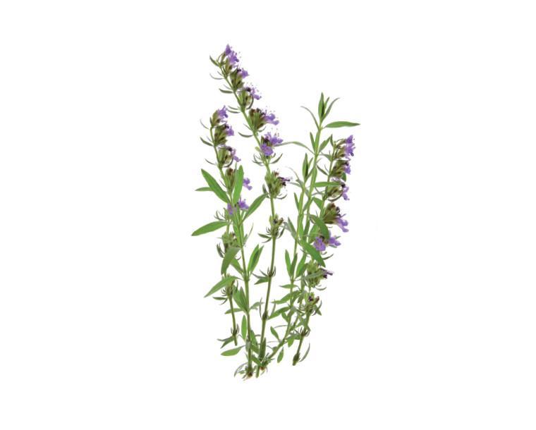 Hyssop Refill / Hyssop Refill