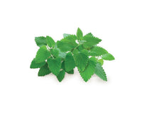 Catnip Refill / Catnip Refill