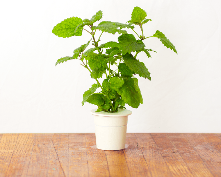 Lemon Balm Refill / Lemon Balm Refill