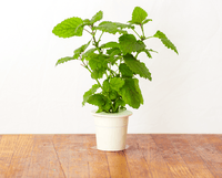 Lemon Balm Refill / Lemon Balm Refill