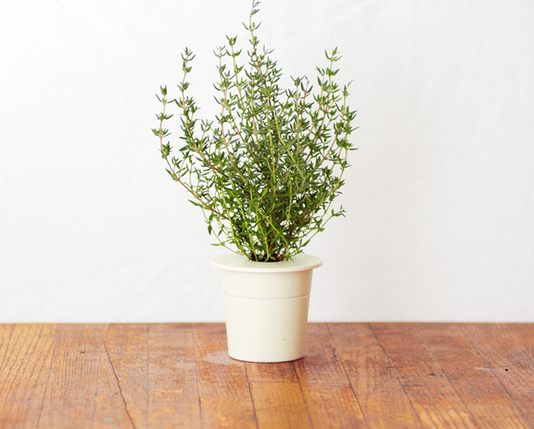 Thyme Refill / Thyme Refill