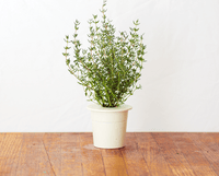 Thyme Refill / Thyme Refill
