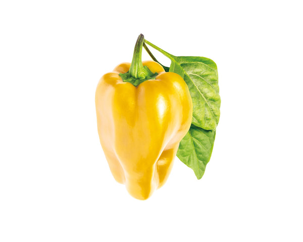 Yellow Sweet Pepper Plant Pods 3-pack