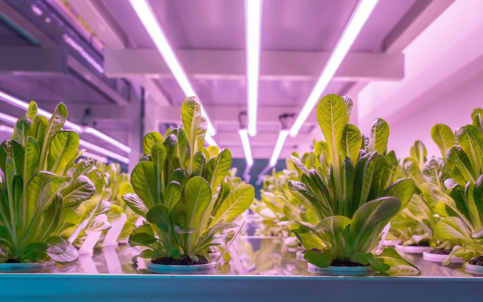 Click & Grow - The leading innovators of indoor gardening and food sustainability